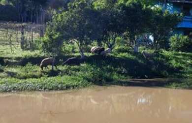 Imagem 5: Chácara em Igrejinha