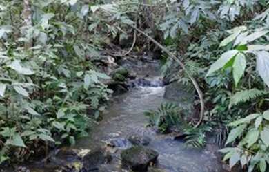 Imagem 10: Chácara em Igrejinha