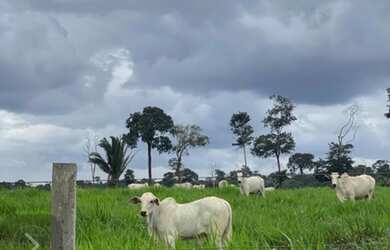 Imagem: A fazenda está localizado em Juruti, PA à venda por R$10.000.000