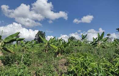 Imagem 5: Fazenda no Sul da Bahia. 1m² de Área