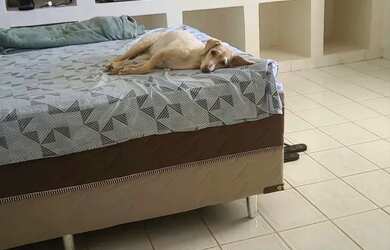 Imagem 6: FS CASA GRANDE com 5 quartos 4 banheiros