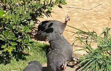 Imagem 7: Terreno à venda no Villa Romana II, Jardim Cybelli, Ribeirão Preto,...