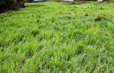 Imagem 5: Fazenda com 392 hectares Município de Filadélfia- TO