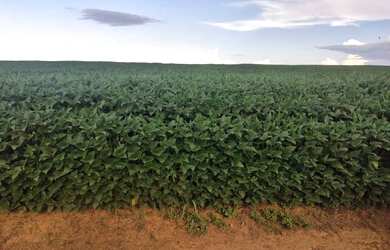Imagem 2: Fazenda de arrendamento 1.200hec plantando em Aporé Goiás