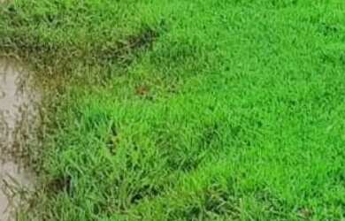 Imagem 11: Sítio entre 2.000m2 e 6.700m2, Domingos martins, Montanhas Capixabas,...