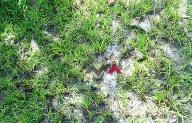 Imagem 7: Fazenda à venda, 137 Alq por R$ 2.740.000 - Zona Rural - Taguatinga/Tocantins