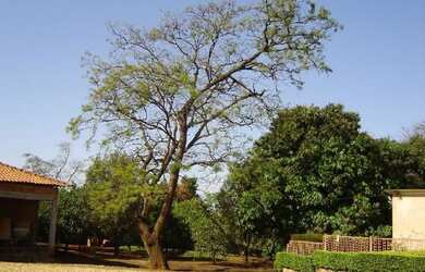 Imagem 6: Sertãozinho - Galpão/Depósito/Armazém - Chácaras Recreio dos Pa
