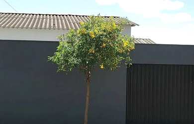 Imagem 6: Casa linda em Itapevi