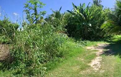 Imagem 12: Incrível terreno em Tatuamunha santuario do Peixe Boi