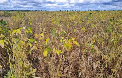 Imagem 10: Sitio 18 ectares valor 800.000