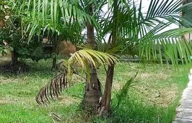 Imagem 6: Casa com terrenão baixou pra vender rápido