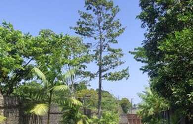 Imagem 8: Galpão/Depósito/Armazém para aluguel com 15000 metros quadrados em Tapanã (Icoaraci) - Bel