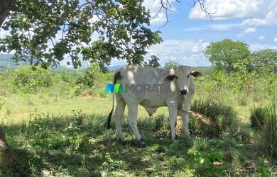 Imagem 8: FAZENDA À VENDA - 190 HECTARES - BURITIS MG