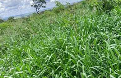 Imagem 10: Arrendo Fazenda de 18 alqueires próxima ao asfalto