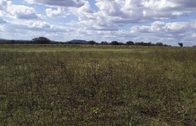 Imagem 3: Fazenda Com Ótimo Preço