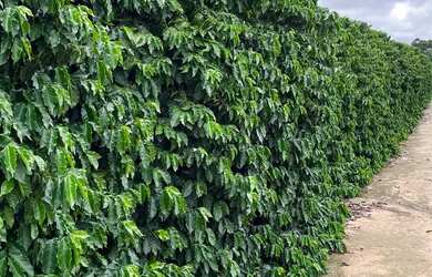 Imagem: A chácara possui 60.000m² de Área e está localizado em