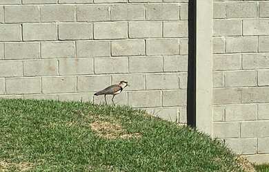 Imagem 8: Terreno à venda no Villa Romana II, Jardim Cybelli, Ribeirão Preto,...