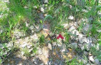 Imagem 4: Fazenda à venda, 137 Alq por R$ 2.740.000 - Zona Rural - Taguatinga/Tocantins