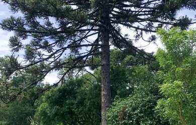 Imagem 9: Sitio - Bairro Tapera. 10.000m² de Área