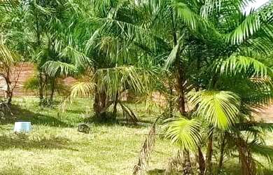 Imagem 8: Casa com terrenão baixou pra vender rápido