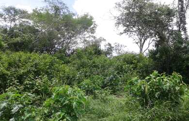 Imagem: A fazenda possui 202.000m² de Área Privada e está localizado