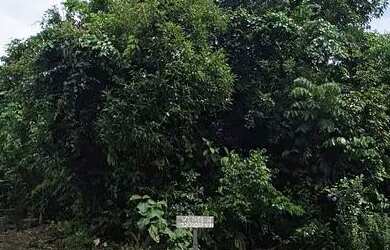 Imagem: O terreno possui 1.000m² de Área e está localizado em Novo