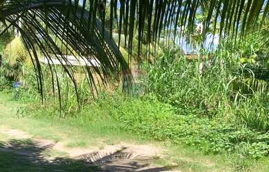 Imagem 10: Incrível terreno em Tatuamunha santuario do Peixe Boi