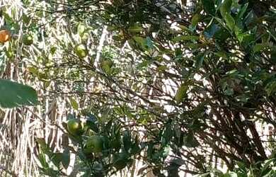 Imagem 5: Linda chacara com ribeirao casa pitoresca apenas 123 mil.reais