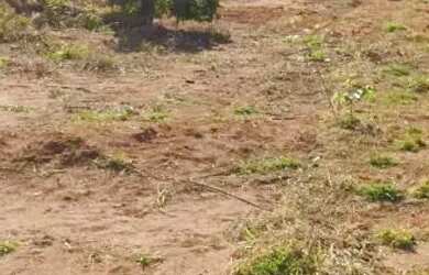 Imagem: O terreno possui 250m² de Área e está localizado em Laranjeiras