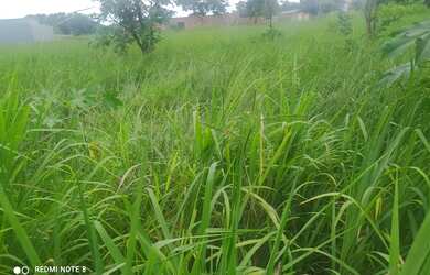 Imagem: A fazenda possui 995m² de Área e está localizado em Cezarina