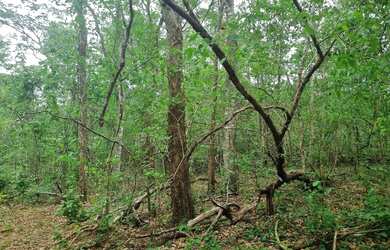 Imagem 9: Fazenda 2.750 hectares valor 8.250.000