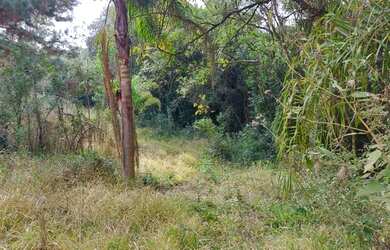 Imagem 5: Chácara Palmeira. 27.000m² de Área