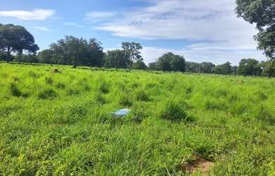 Imagem 1: Fazenda 59 alqueires 42 km de Porto Nacional Tocantins