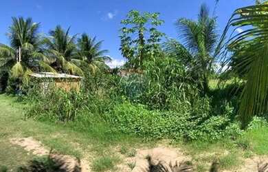 Imagem 11: Incrível terreno em Tatuamunha santuario do Peixe Boi