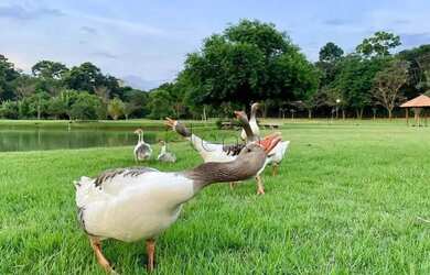 Imagem 7: Terreno à venda com 503 m² no Condomínio Vila dos Platanos, Campinas
