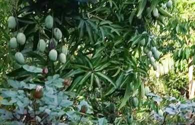 Imagem 4: Vendo sítio 20 minutos de Manaus