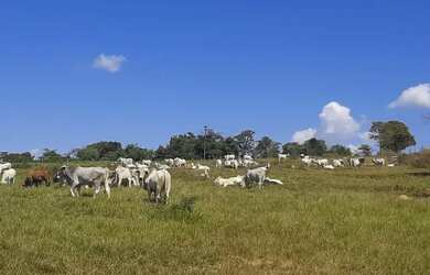 Imagem 4: Fazenda 59 alqueires 42 km de Porto Nacional Tocantins