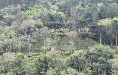 Imagem 6: Sítio / Chácara para Venda em Nova Petrópolis, Linha Pirajá Baixa,...