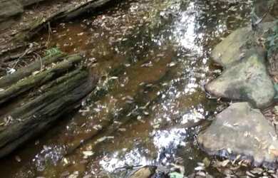 Imagem 11: Arrendo Fazenda de 18 alqueires próxima ao asfalto