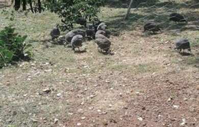 Imagem 12: CHACARA MUNICIPIO DE BELA VISTA 50 KM DE GOIANIA