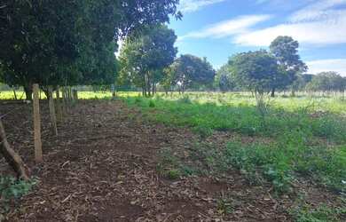 Imagem 2: Fazenda 59 alqueires 42 km de Porto Nacional Tocantins