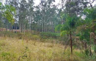 Imagem 4: Chácara Palmeira. 27.000m² de Área