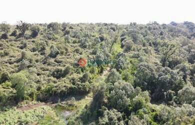 Imagem: Fazenda de 140 Alqueires. Mecaniza 79 Alqueires - Pinhão PR