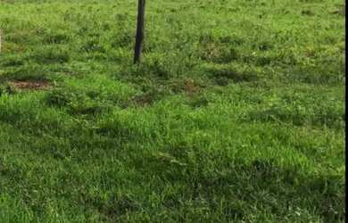 Imagem 6: Fazenda 59 alqueires 42 km de Porto Nacional Tocantins