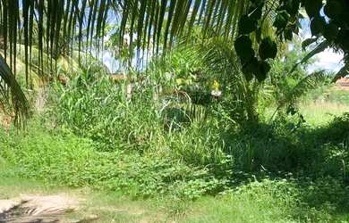 Imagem 9: Incrível terreno em Tatuamunha santuario do Peixe Boi