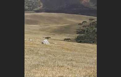 Imagem: A fazenda possui 200m² de Área e está localizado em São