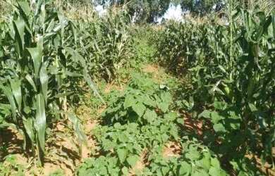 Imagem: O terreno possui 400m² de Área e está localizado em Setor