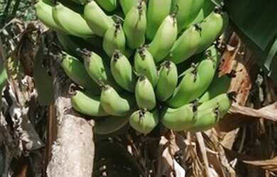 Imagem 16: CHACARA MUNICIPIO DE BELA VISTA 50 KM DE GOIANIA