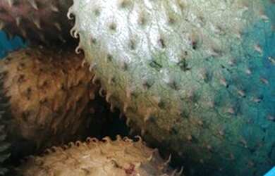 Imagem 14: CHACARA MUNICIPIO DE BELA VISTA 50 KM DE GOIANIA