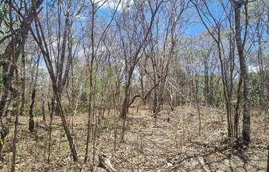 Imagem 14: Fazenda 81 uma hectares e meia valor 420.000